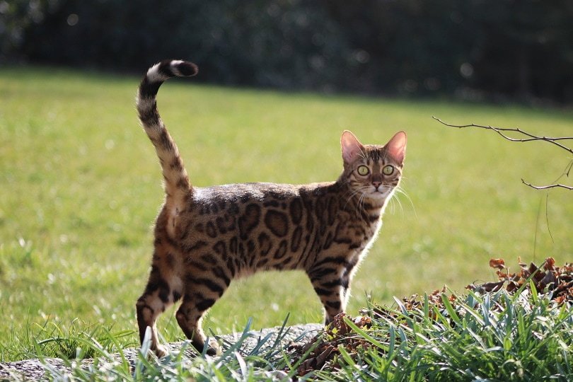 Bengalkatze steht im Garten