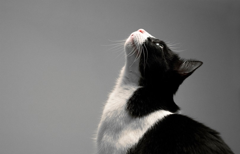 Schwarz-weiße Katze, die up_kamalec_shutterstock aussieht