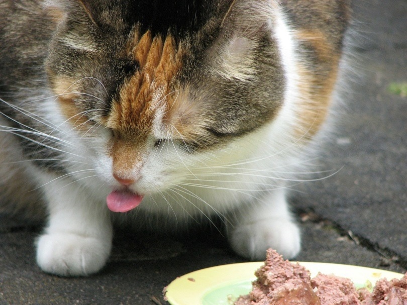Katze frisst Futter