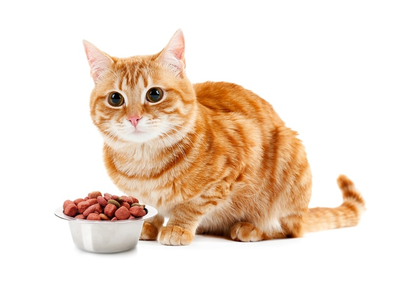 Süße Katze und Schüssel mit Trockenfutter