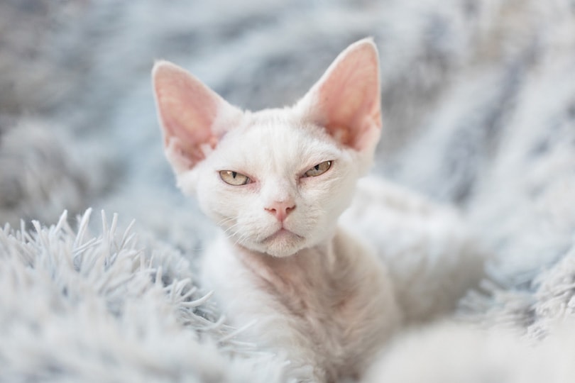 Devon Rex Kätzchen auf einer weißen, flauschigen Decke