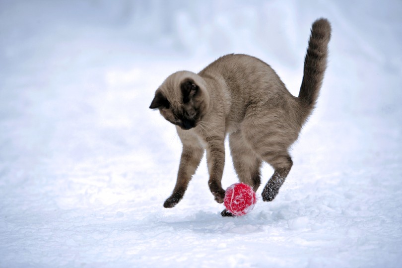 Siamesischer Schokoladenpunkt, der mit rotem Ball im Schnee spielt