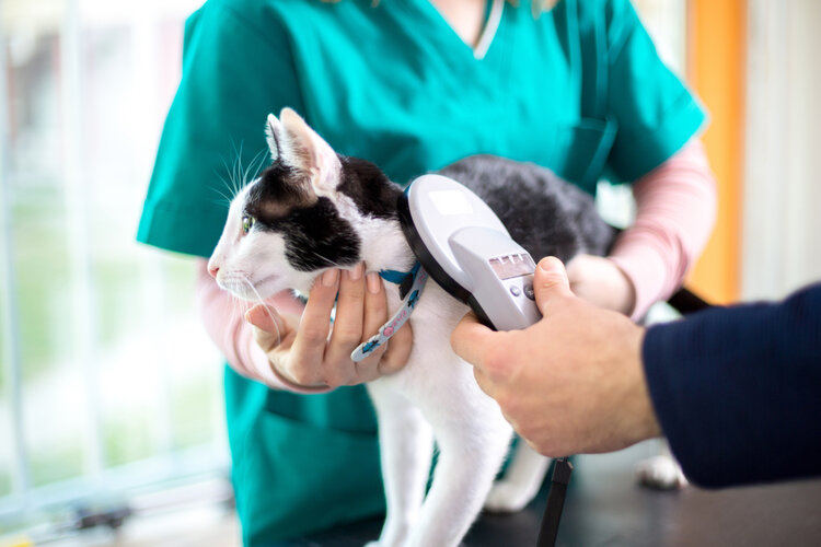 Katzen-Mikrochip wird beim Tierarzt gescannt