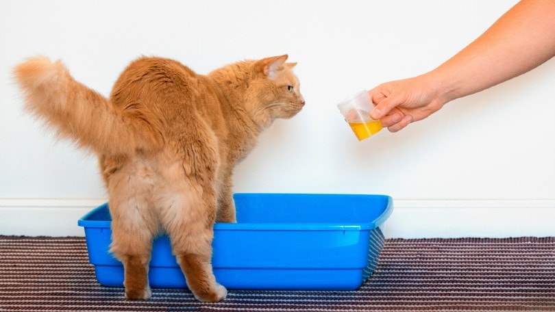 Katzenbesitzerin sammelt Urinprobe von ihrer Hauskatze