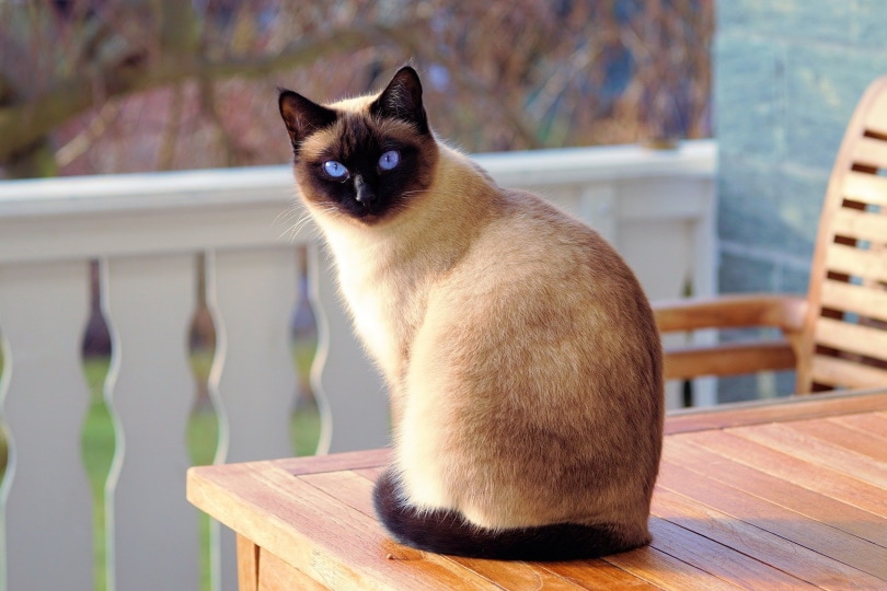 Siamkatze auf einem Tisch sitzend