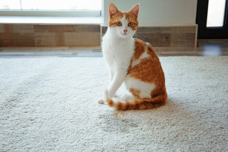 Katze mit Pinkelfleck auf Teppich