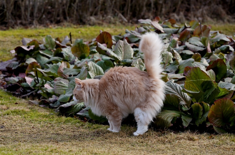 Norwegische Waldkatze pinkelt im Garten