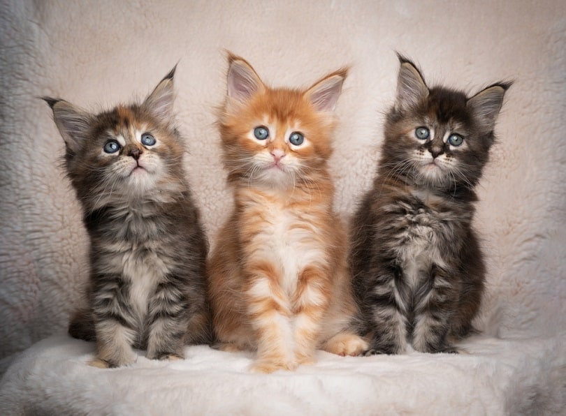 Drei verschiedenfarbige Maine Coon Kätzchen