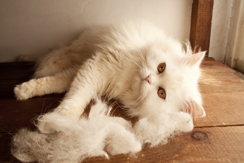 weißer Katzenschuppen