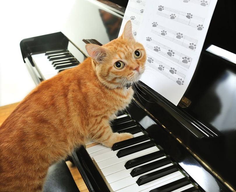 Gelbe Katze beim Klavierspielen